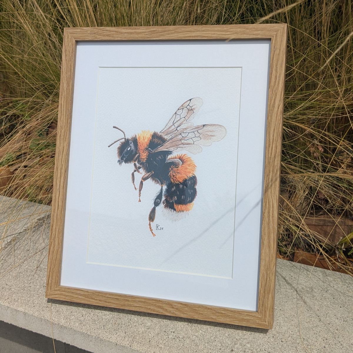 Affiche insecte à l'aquarelle - Illustration Bourdon Terrestre