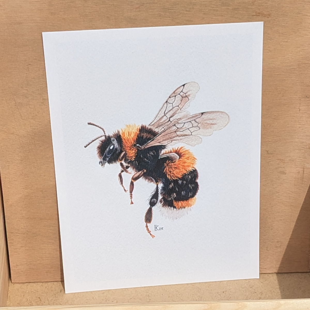 Affiche insecte à l'aquarelle - Illustration Bourdon Terrestre