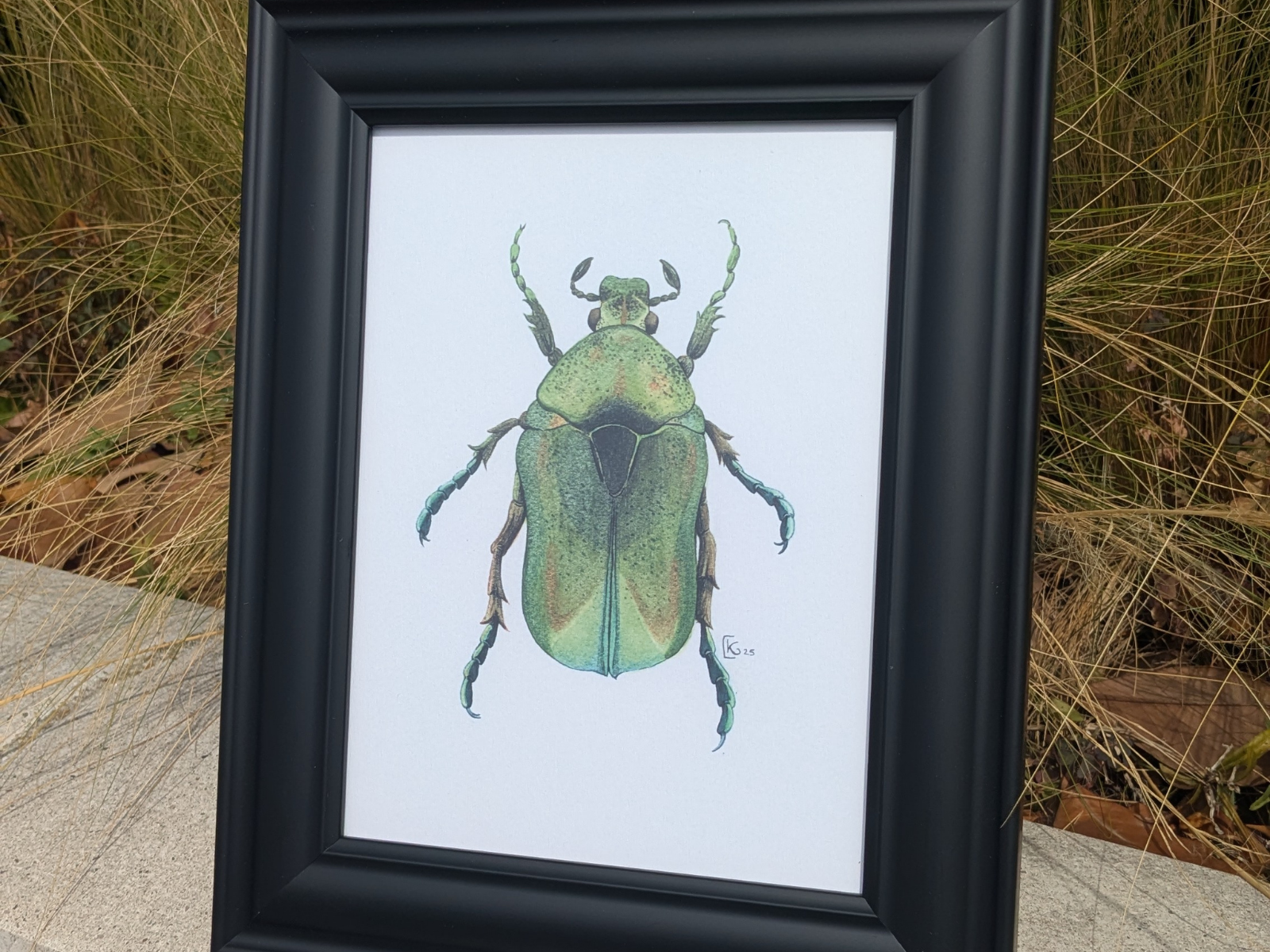 Affiche insecte à l'aquarelle - Illustration Cétoine