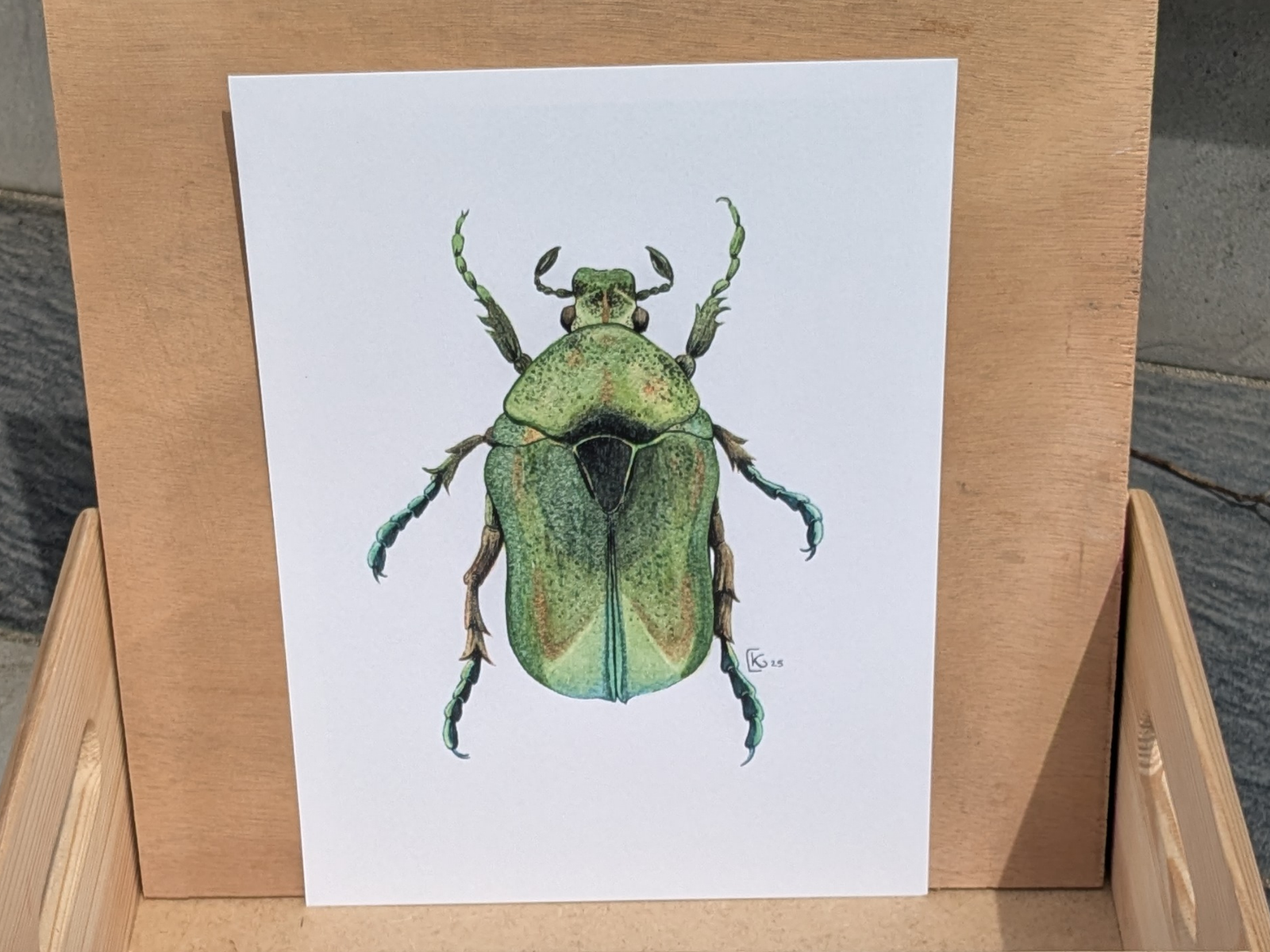 Affiche insecte à l'aquarelle - Illustration Cétoine