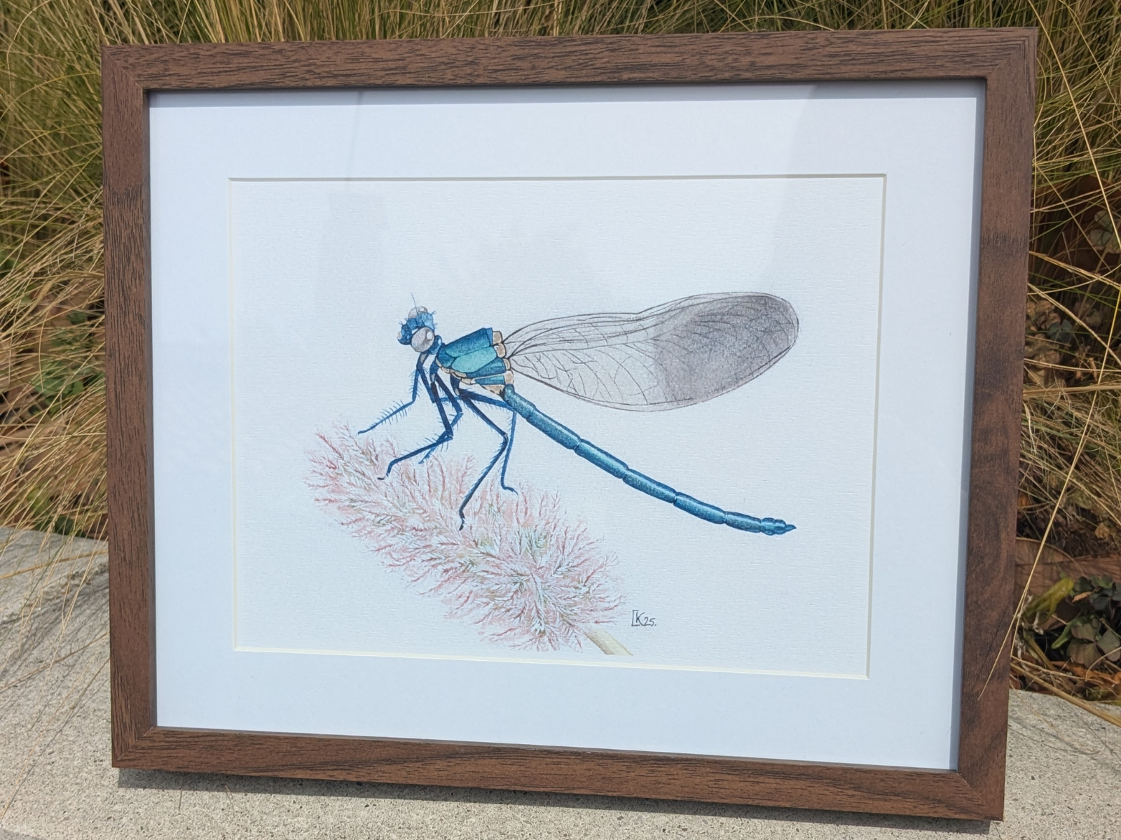Affiche insecte à l'aquarelle - Illustration Demoiselle bleue