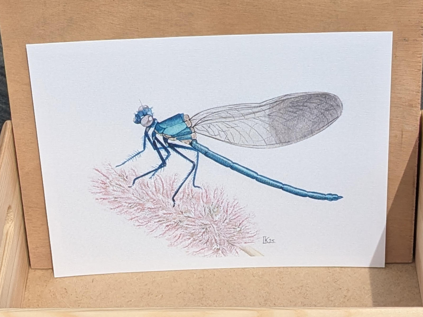 Affiche insecte à l'aquarelle - Illustration Demoiselle bleue