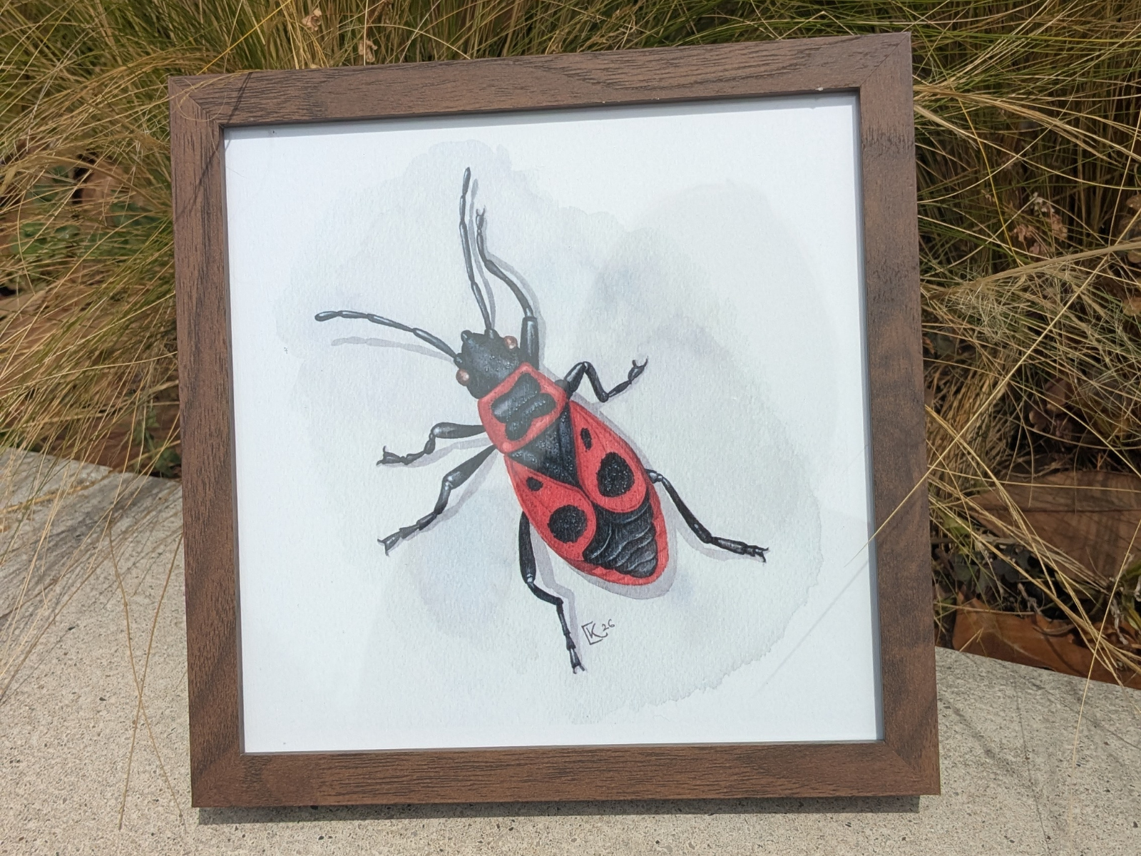 Affiche insecte à l'aquarelle - Illustration Gendarme