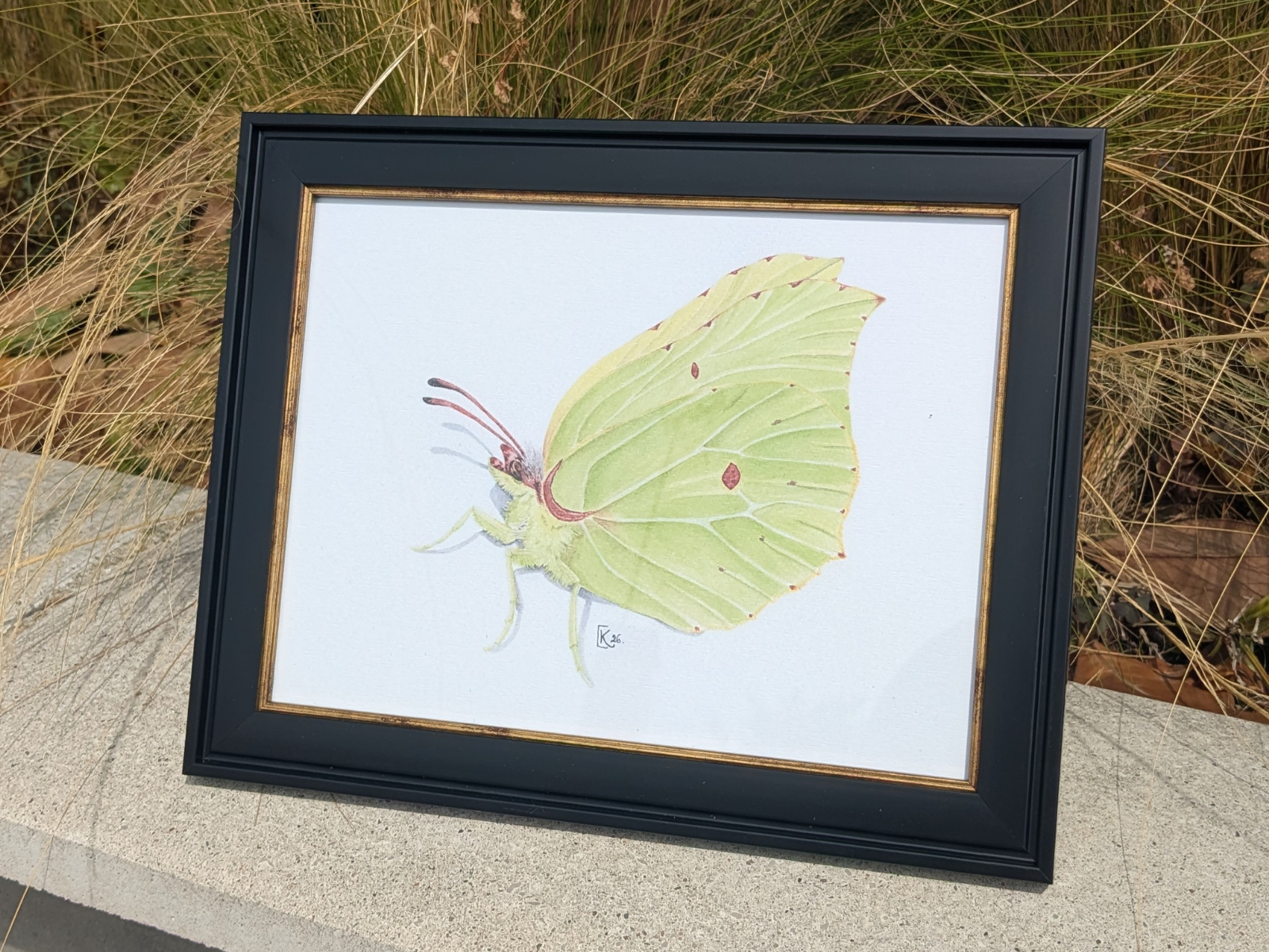 Affiche insecte à l'aquarelle - Illustration Papillon citron