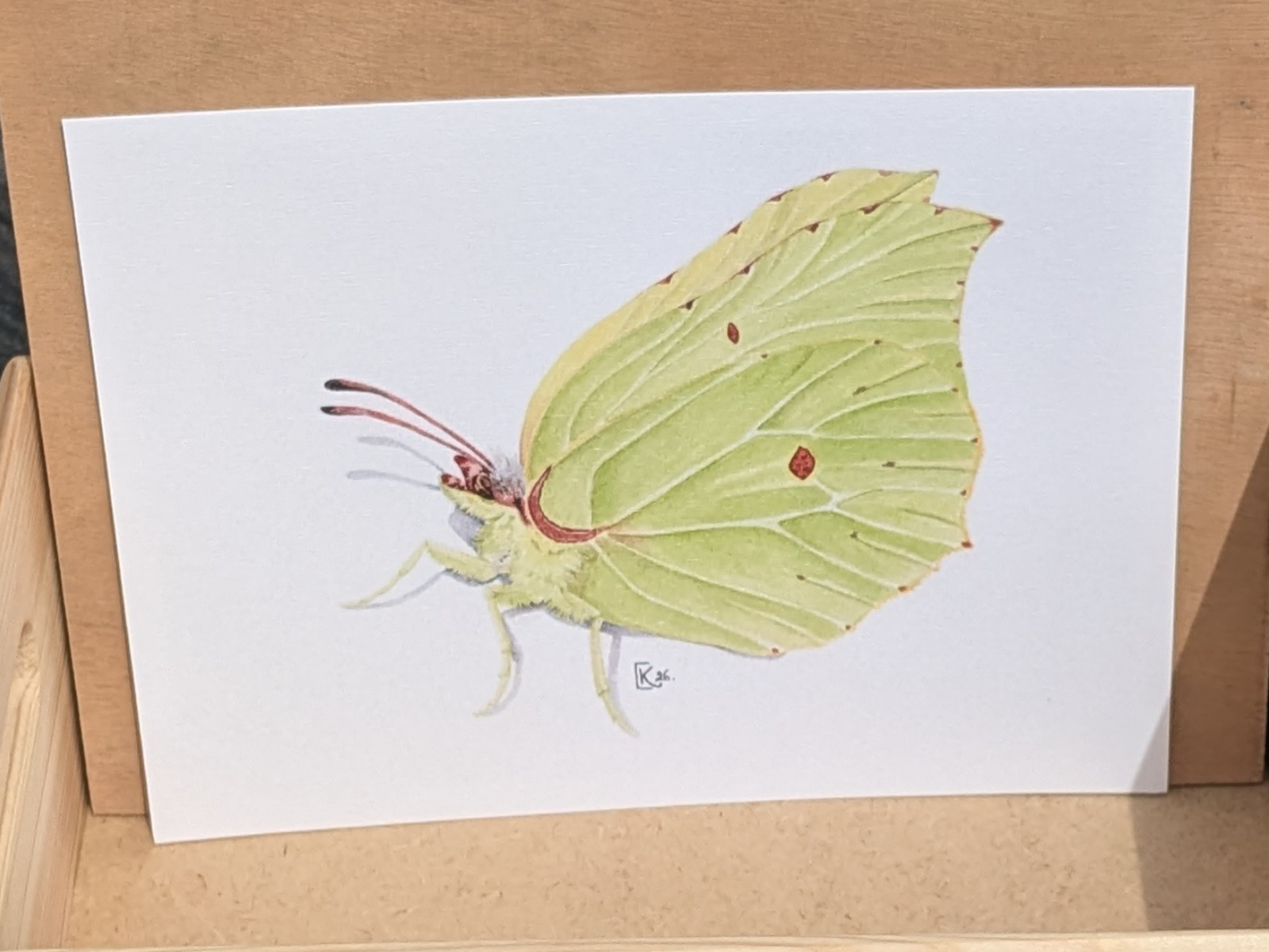 Affiche insecte à l'aquarelle - Illustration Papillon citron