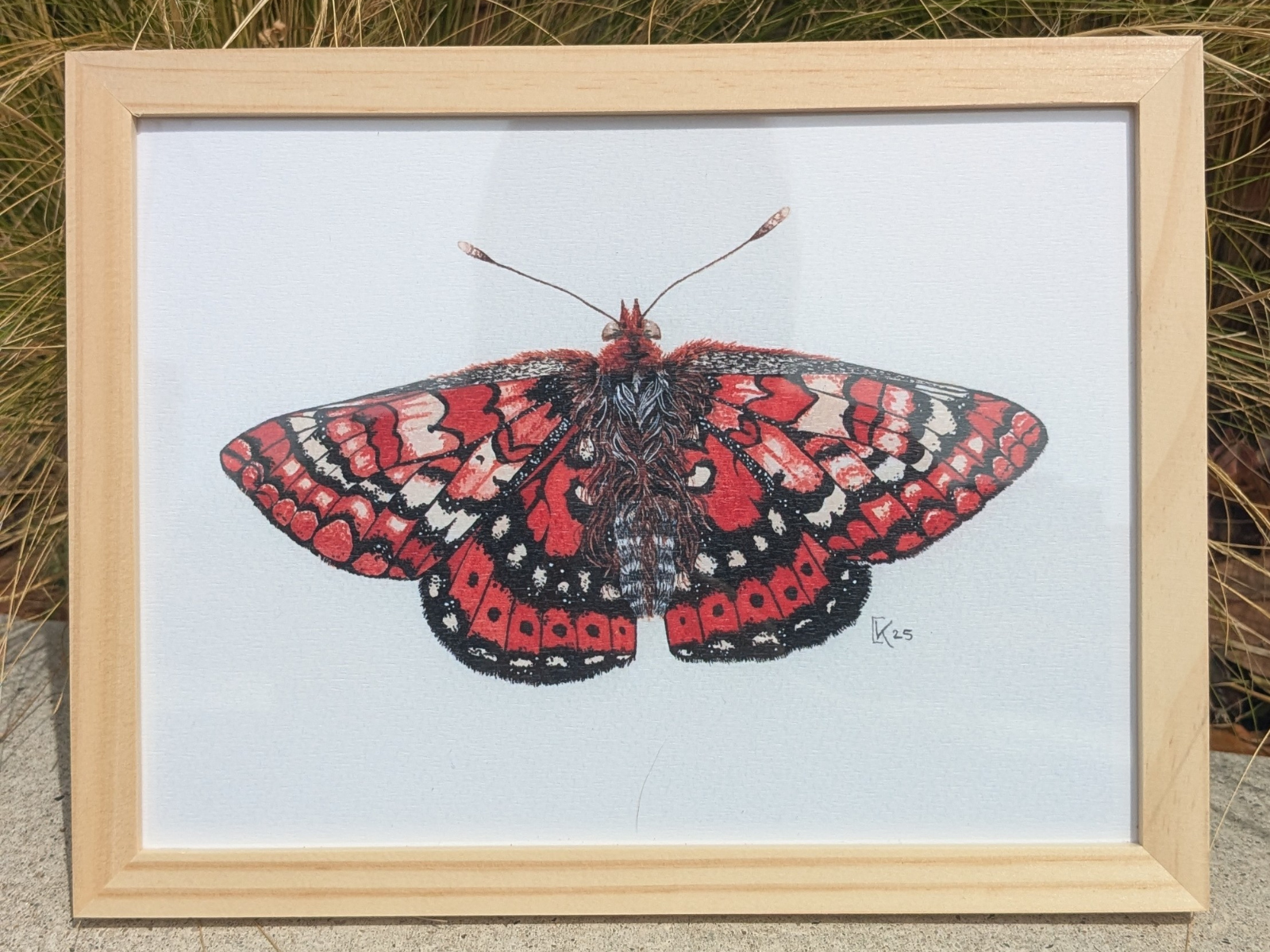 Affiche insecte à l'aquarelle - Illustration Papillon sucier
