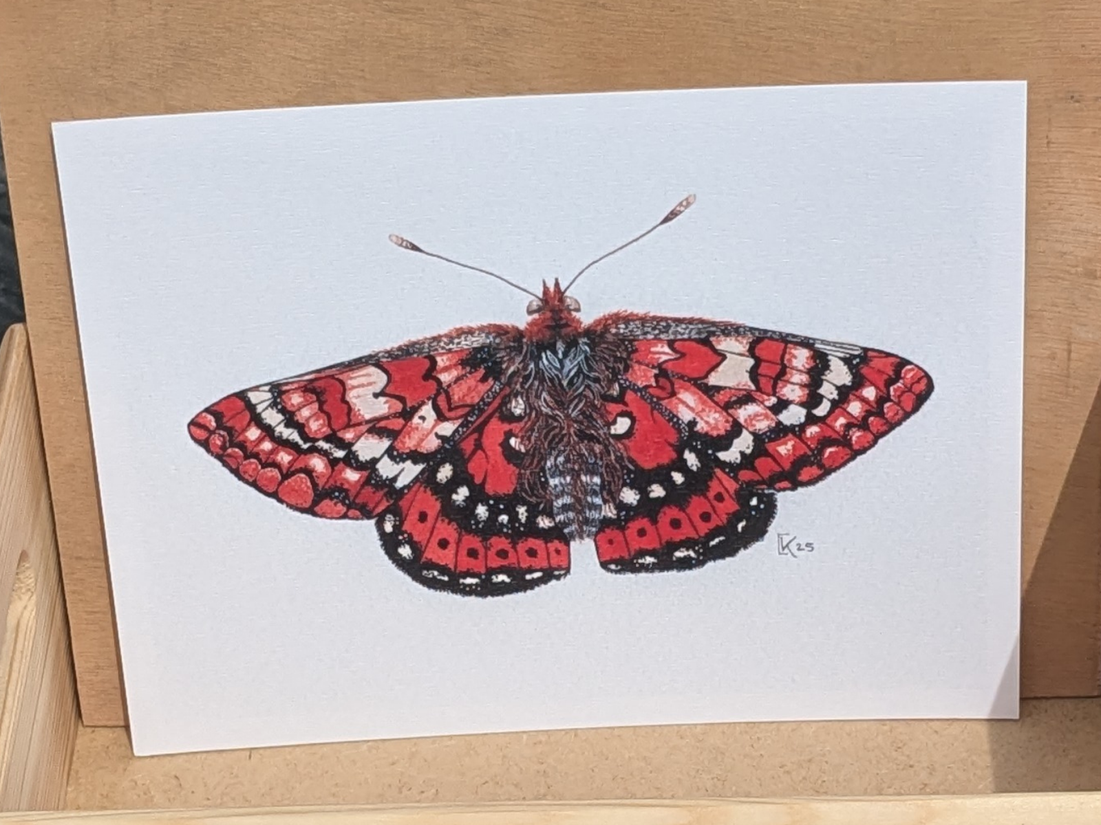 Affiche insecte à l'aquarelle - Illustration Papillon sucier